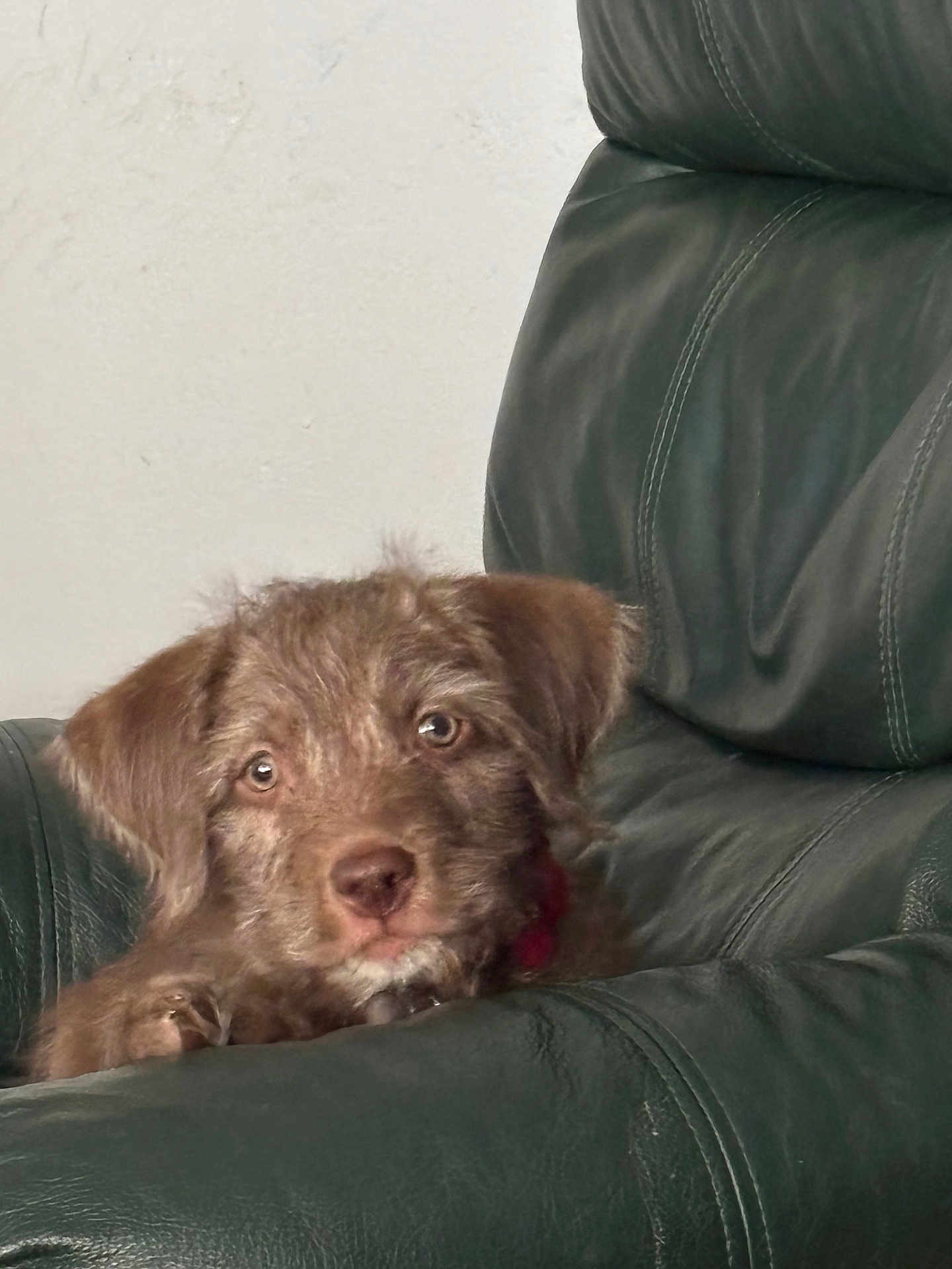 Finn is registered to the contest to win money with this photo: puppy, dog, brown_fur, cute, pet, leather_chair, indoor, animal, young_dog, portrait, fur, ears, eyes, nose, whiskers, resting, furniture, home, cozy, looking