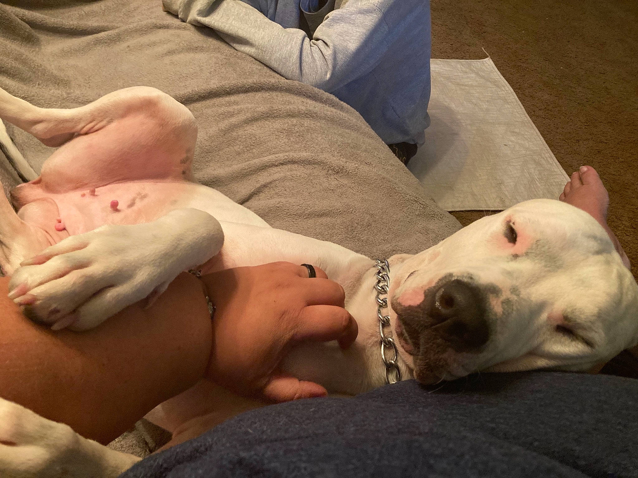 June is registered to the contest to win money with this photo: abdomen, bed, bedding, carnivore, comfort, companion_dog, dog, elbow, foot, human_body, human_leg, knee, lap, leg, linens, skin, thigh, trunk, whiskers, wrist