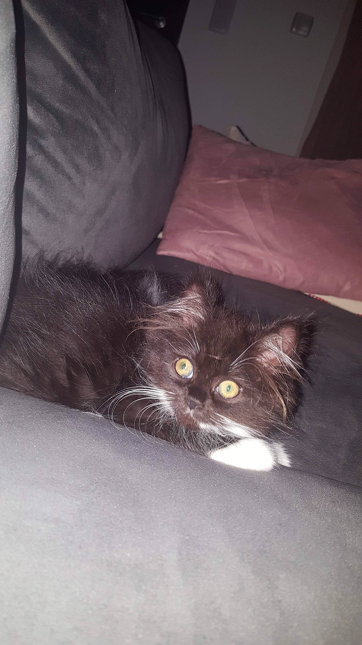 Poupie participe au concours pour gagner de l'argent avec cette photo : black_cat, carnivore, cat, claw, comfort, domestic_short_haired_cat, felidae, flooring, fur, grey, hardwood, paw, room, small_to_medium_sized_cats, tail, tints_and_shades, whiskers