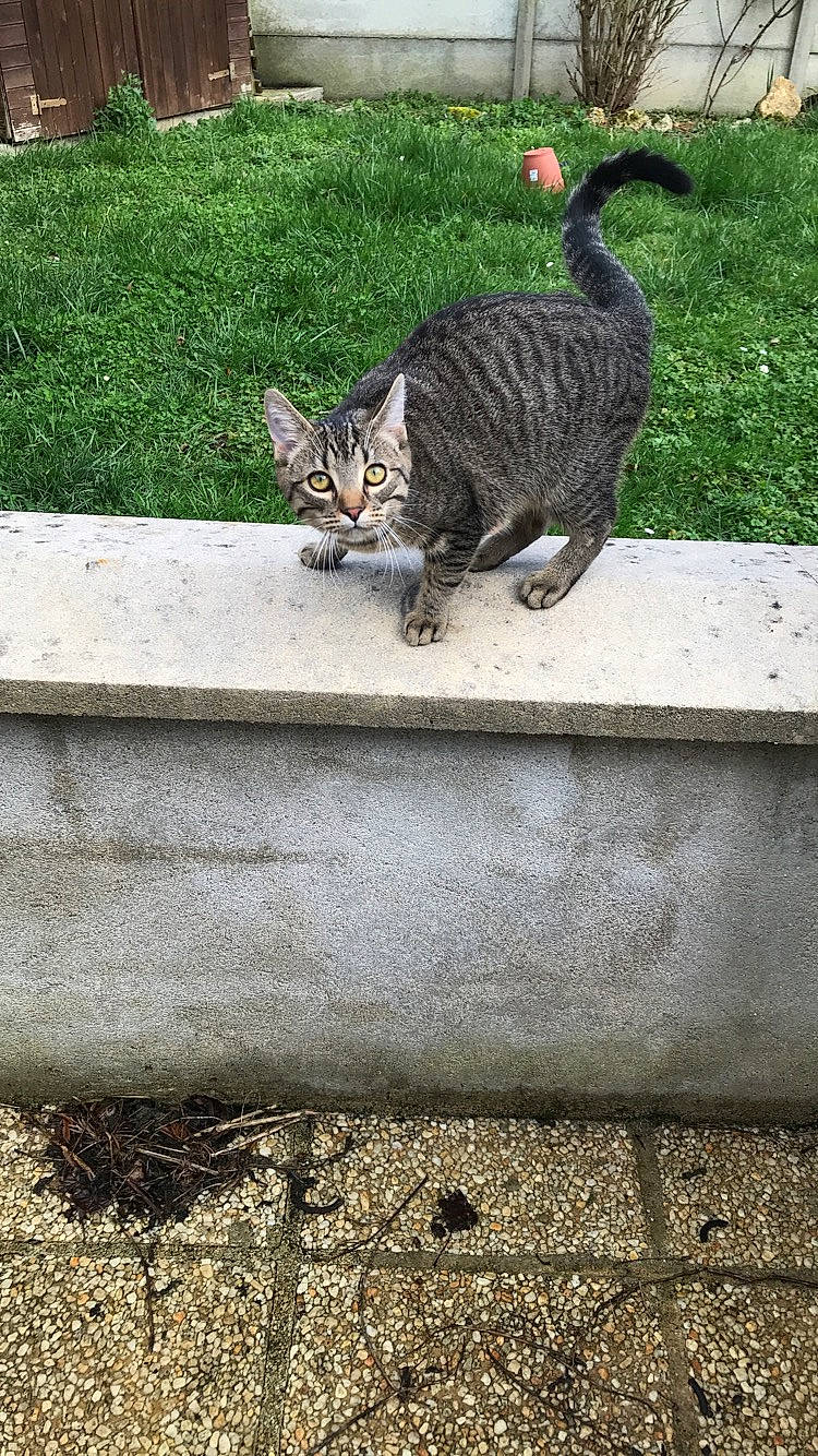 Paco participe au concours pour gagner de l'argent avec cette photo : aegean_cat, bengal, carnivore, cat, domestic_short_haired_cat, egyptian_mau, european_shorthair, felidae, garden, grass, kitten, ocicat, polydactyl_cat, savannah, small_to_medium_sized_cats, tabby_cat, tail, vertebrate, whiskers, wildlife