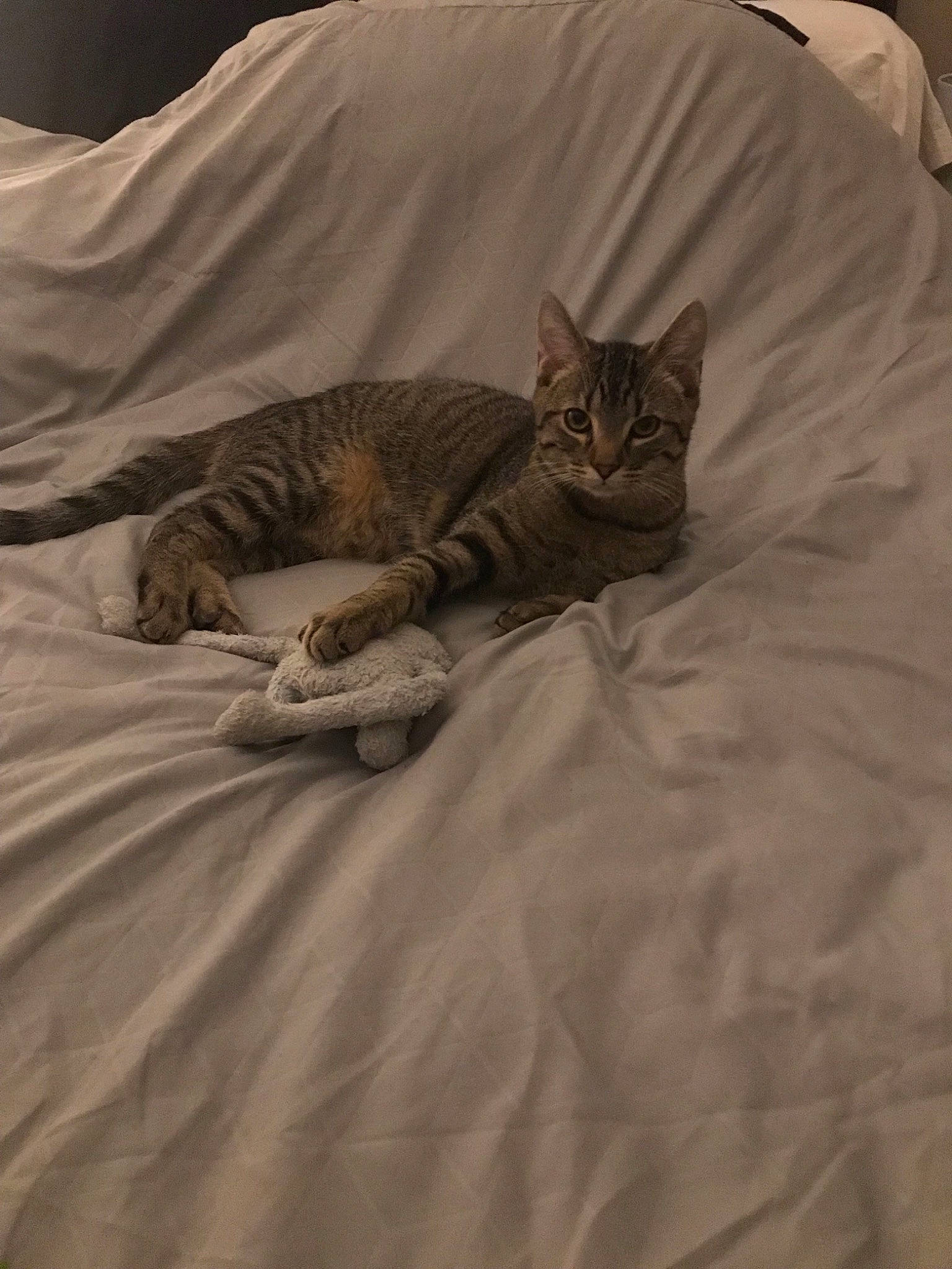 Paco participe au concours pour gagner de l'argent avec cette photo : asian, bed, bed_sheet, bengal, carnivore, cat, comfort, domestic_short_haired_cat, dragon_li, european_shorthair, felidae, fur, kitten, linens, ocicat, sand, sleep, small_to_medium_sized_cats, tabby_cat, whiskers