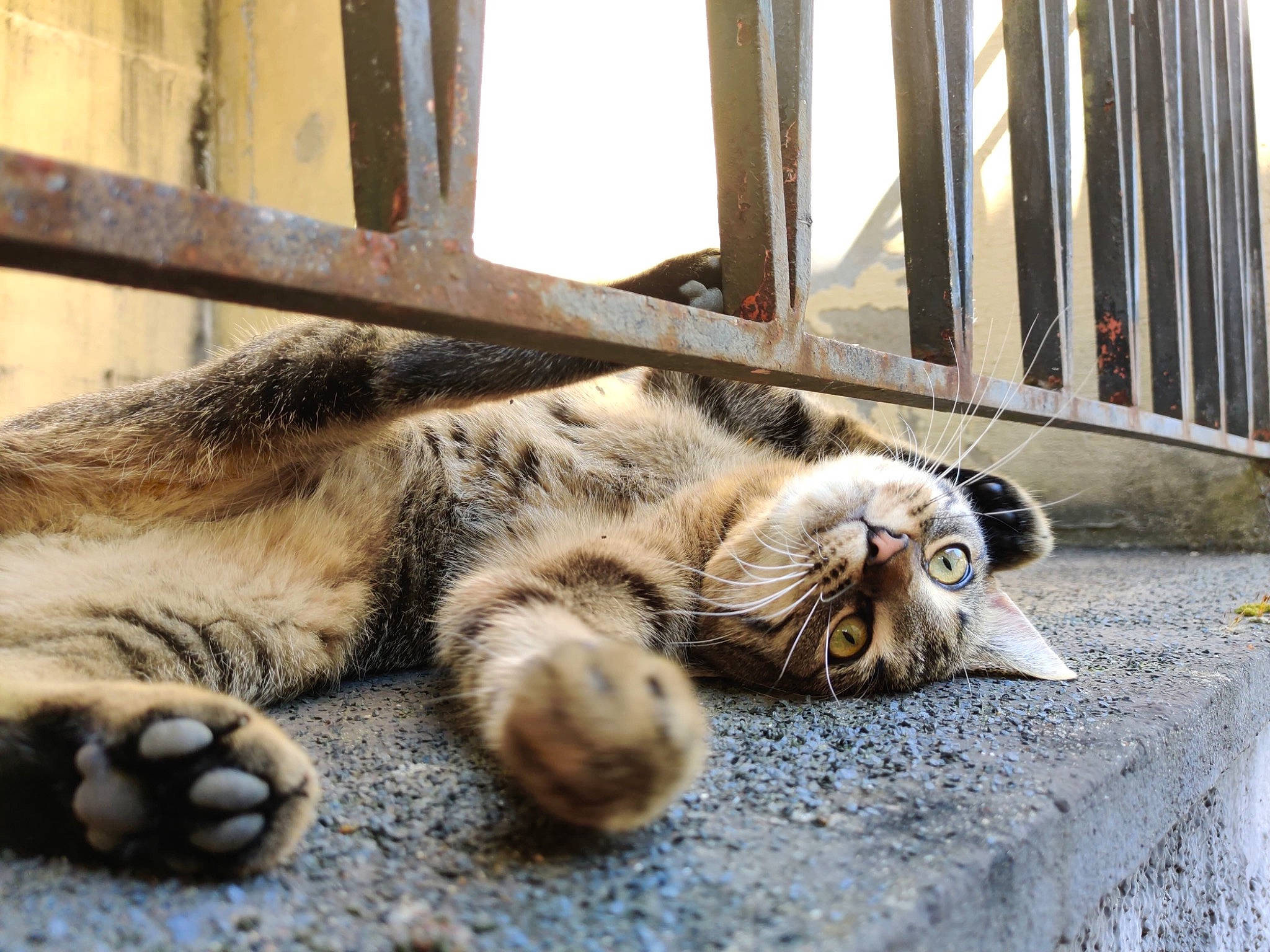 Paco a rejoint le concours — aidez-le/la à gagner de superbes lots ! carnivore, cat, claw, dragon_li, european_shorthair, felidae, fur, mammal, paw, small_to_medium_sized_cats, tabby_cat, whiskers, wildlife