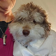 Teddy joined the competition — help win amazing prizes! dog, curly_hair, person, face, necklace, pendant, red_shirt, white_cloth, indoor, close_up, pet, animal, holding, smirk, fur, portrait, cute, cozy, love, snuggle