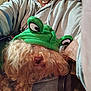 dog, pet, costume, frog_hat, curly_fur, green, person, hoodie, indoor, close_up, snuggling, cute, cozy, lap, animal, furry, face_covering, apparel, relaxed, companion