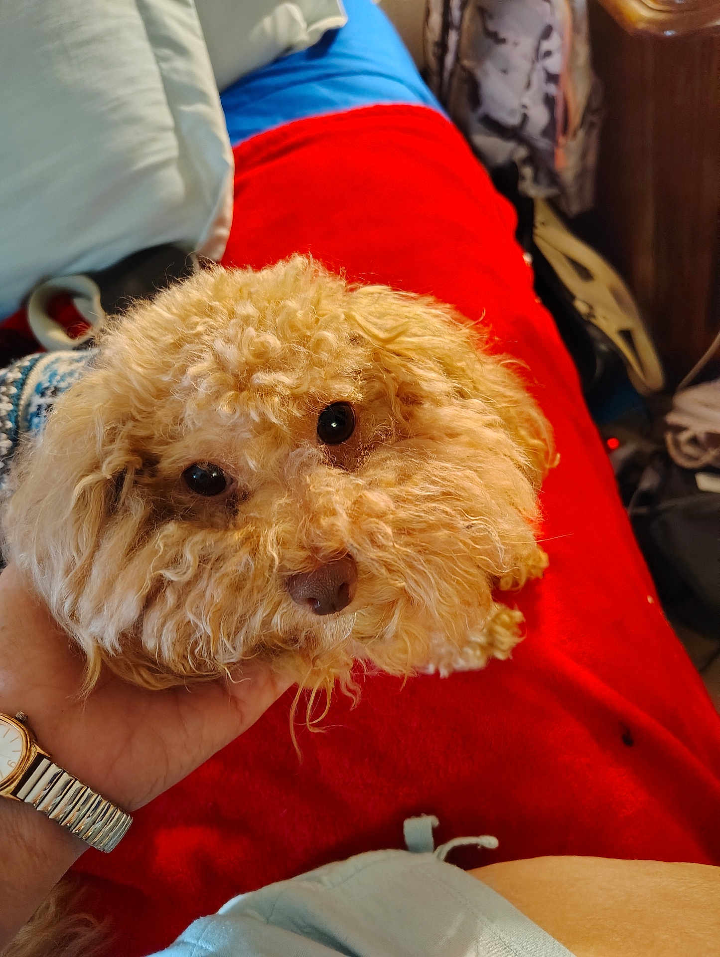Graham is registered to the contest to win money with this photo: dog, curly_fur, pet, animal, hand, watch, blanket, red, blue, cushion, indoor, cozy, fur, cute, closeup, eyes, face, resting, soft, home