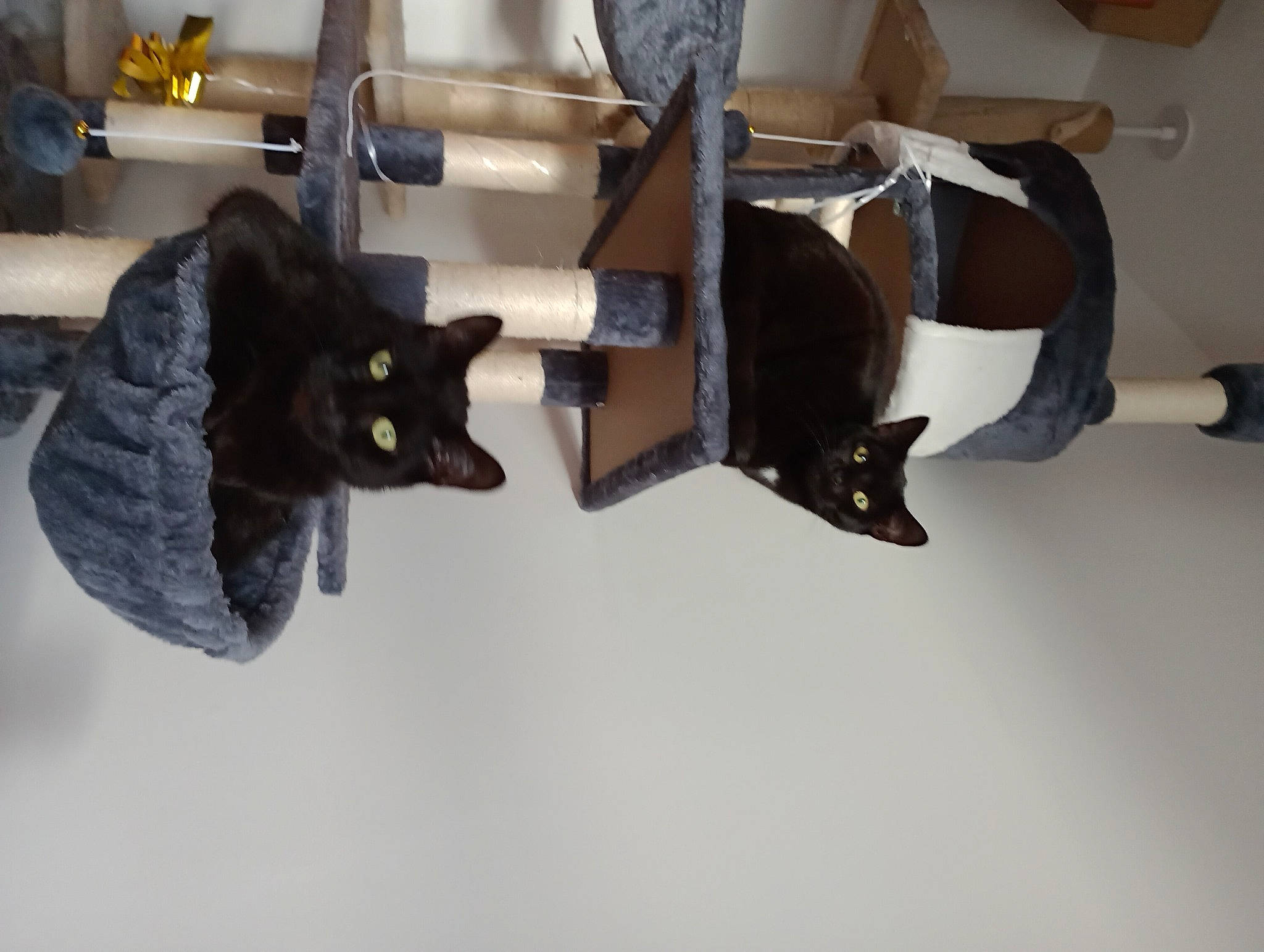 Nigel is registered to the contest to win money with this photo: black_cat, bombay, carmine, carnivore, cat, chair, domestic_short_haired_cat, felidae, fur, hardwood, house, metal, room, sculpture, shelf, small_to_medium_sized_cats, table, tail, whiskers, wood