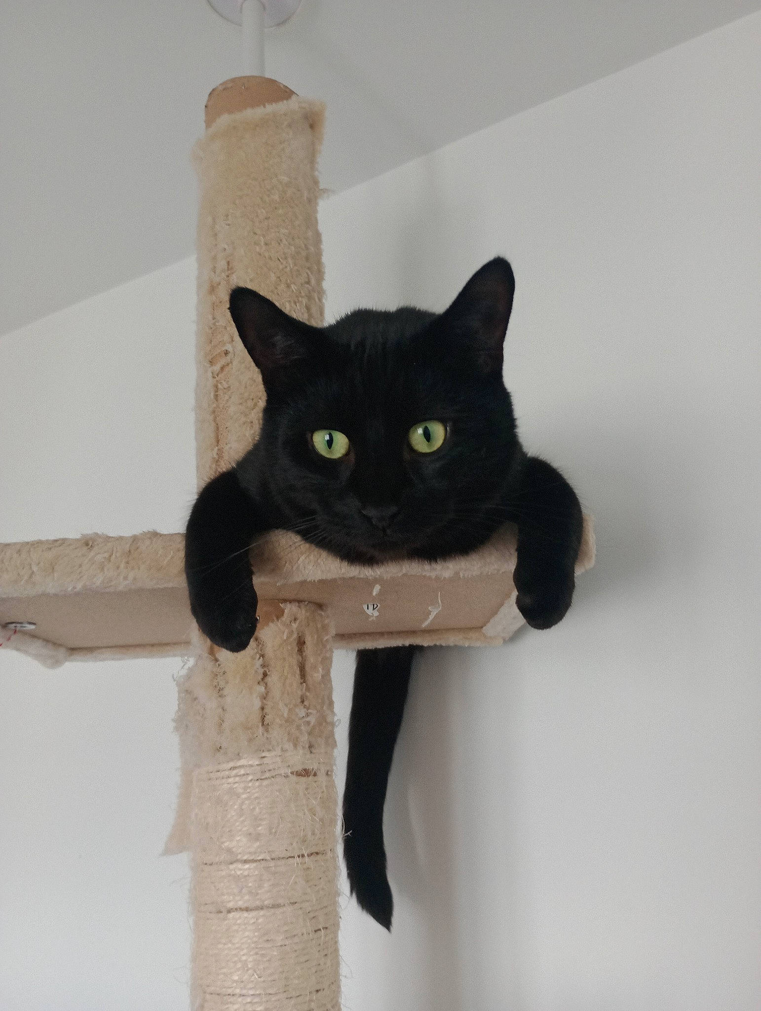 Nigel is registered to the contest to win money with this photo: black_cat, bombay, carnivore, cat, cat_furniture, cat_supply, domestic_short_haired_cat, felidae, fur, pet_supply, small_to_medium_sized_cats, snout, tail, whiskers, window