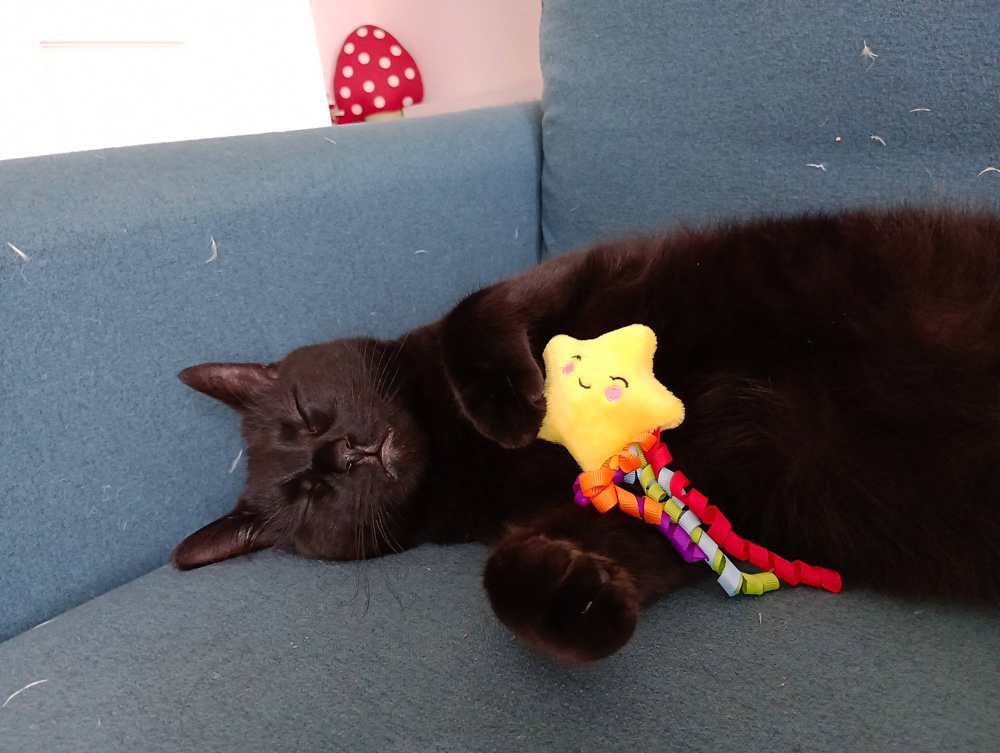 Nigel is registered to the contest to win money with this photo: black_cat, bombay, carmine, carnivore, cat, cat_supply, cat_toy, claw, comfort, domestic_short_haired_cat, felidae, fur, paw, pet_supply, room, small_to_medium_sized_cats, stuffed_toy, tail, toy, whiskers