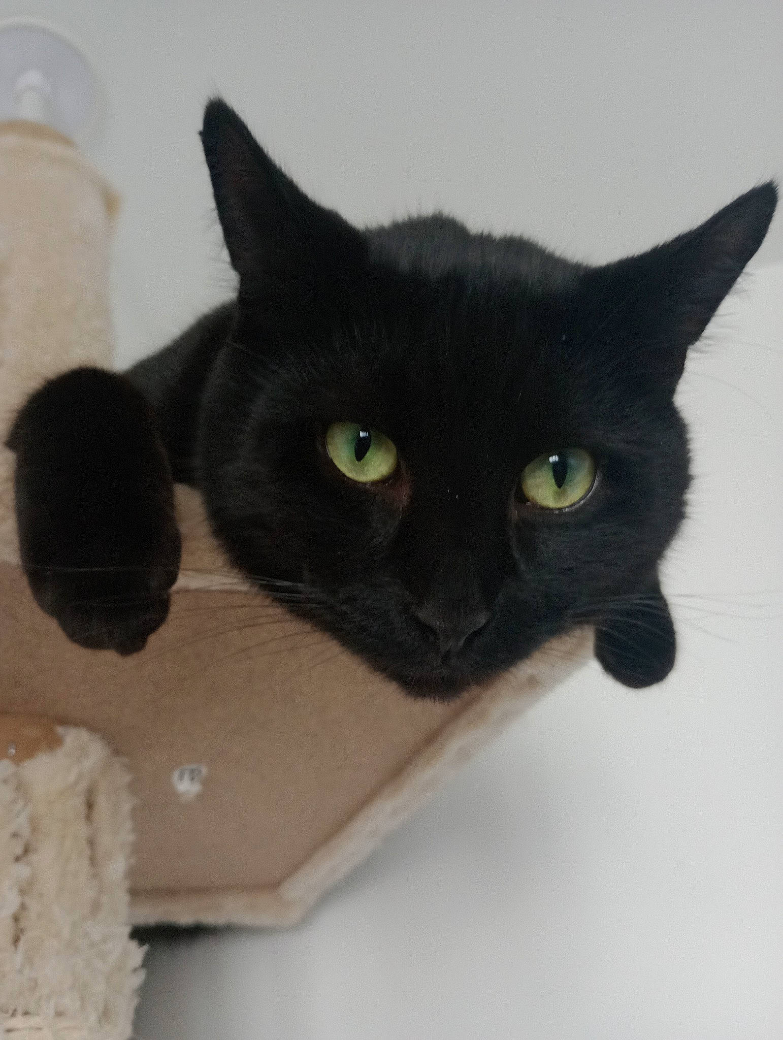 Nigel joined the competition — help win amazing prizes! black_cat, bombay, carnivore, cat, domestic_short_haired_cat, felidae, fur, havana_brown, small_to_medium_sized_cats, snout, tail, whiskers