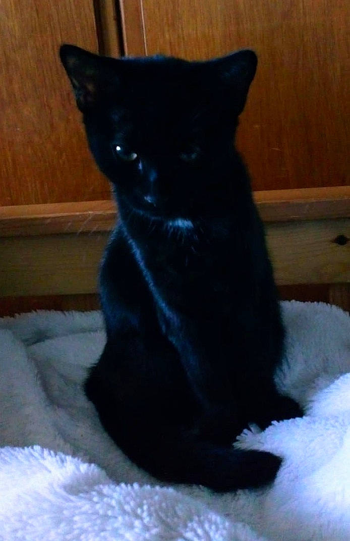 Gary joined the competition — help win amazing prizes! art, black_cat, bombay, carnivore, cat, cat_supply, claw, comfort, domestic_short_haired_cat, ear, electric_blue, felidae, fur, grey, small_to_medium_sized_cats, snout, tail, terrestrial_animal, whiskers