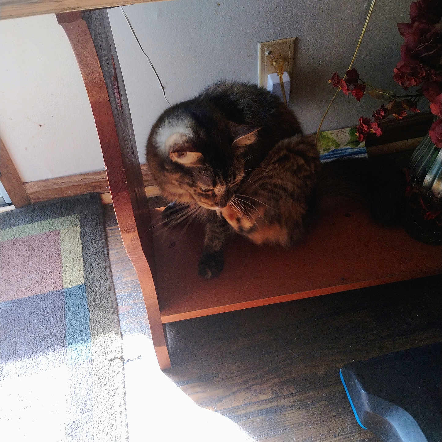 Baby Satin is registered to the contest to win money with this photo: cat, cord, cozy, dried_flowers, electrical_outlet, feline, floor, fur, grooming, houseplant, indoor, natural_light, pet, rug, sunlight, tabby_cat, vase, wall, wood_floor, wooden_shelf