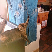 Baby Satin is registered to the contest to win money with this photo: cat, tabby_cat, couch, string, toy, feathers, blue_curtain, window_treatment, wooden_floor, kitchen, cabinet, countertop, domestic, indoor, pet, furniture, relaxing, playful, animal, home