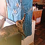 cat, tabby_cat, couch, string, toy, feathers, blue_curtain, window_treatment, wooden_floor, kitchen, cabinet, countertop, domestic, indoor, pet, furniture, relaxing, playful, animal, home