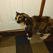 Baby Kitty is registered to the contest to win money with this photo: cat, tortoiseshell, indoor, carpet, door, pet, animal, fur, whiskers, paws, household, floor, mammal, domestic, feline, standing, side_view, brown, black, white
