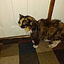cat, tortoiseshell, indoor, carpet, door, pet, animal, fur, whiskers, paws, household, floor, mammal, domestic, feline, standing, side_view, brown, black, white