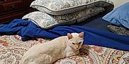 Ghost joined the competition — help win amazing prizes! animal, bedroom, bedspread, blanket, cat, comfort, cozy, cute, domestic_animal, fabric, feline, furniture, home_decor, indoor, patterned, pillow, relaxed, resting, sleeping_area, soft