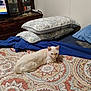 cat, bedspread, patterned, pillow, bedroom, furniture, blanket, fabric, domestic_animal, resting, indoor, cozy, sleeping_area, home_decor, animal, cute, feline, relaxed, soft, comfort