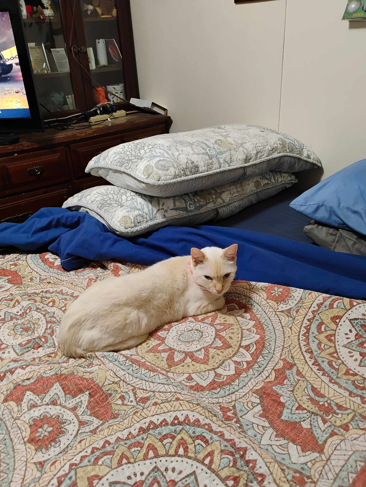 Ghost joined the competition — help win amazing prizes! cat, bedspread, patterned, pillow, bedroom, furniture, blanket, fabric, domestic_animal, resting, indoor, cozy, sleeping_area, home_decor, animal, cute, feline, relaxed, soft, comfort