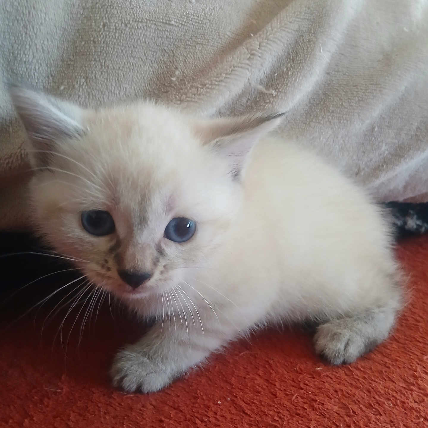 Bella participe au concours pour gagner de l'argent avec cette photo : adorable, animal, blanket, blue_eyes, cat, close_up, cream_colored, cuddly, ears, fluffy, fur, indoors, kitten, looking_at_camera, paws, pet, portrait, red_surface, sitting, whiskers