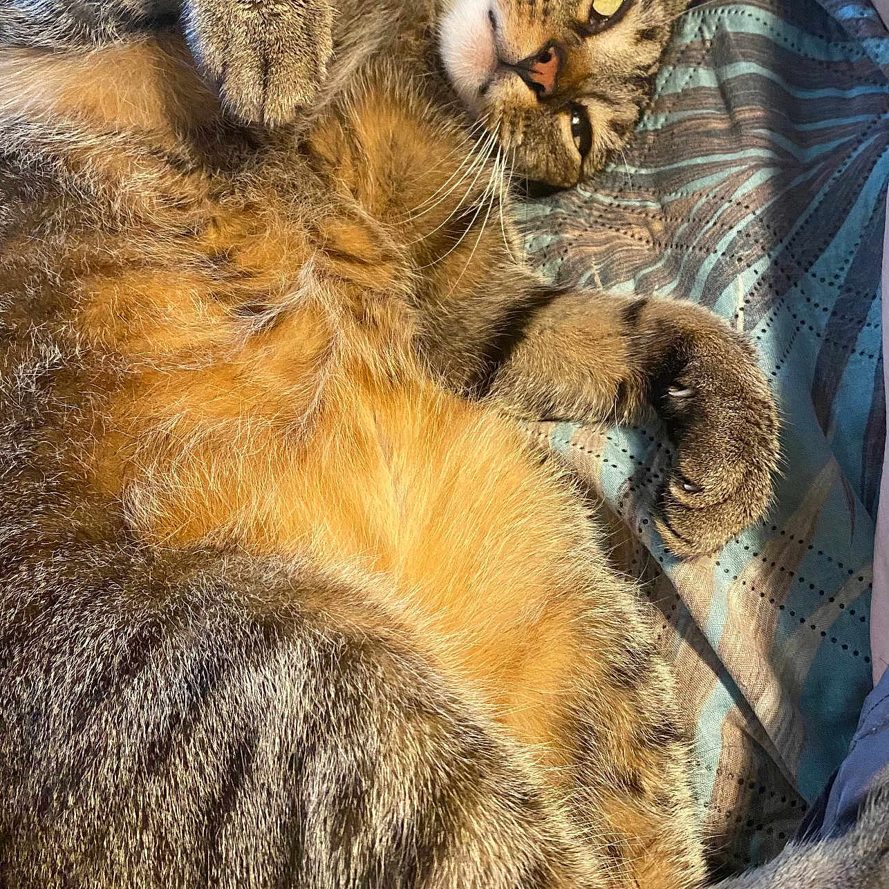 Ollie