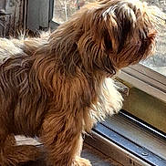 Missi joined the competition — help win amazing prizes! animal, brown_fur, companion, curious, daylight, dog, domestic_animal, fluffy, furry, glass_door, home, indoor, looking_outside, pet, quiet, side_view, standing, sunlight, window, wooden_floor