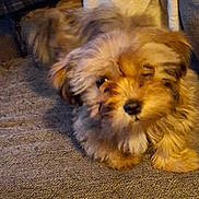 Missi is registered to the contest to win money with this photo: dog, puppy, small_dog, fluffy, fur, pet, indoor, resting, blanket, fabric, cozy, cute, animal, mammal, sitting, relaxed, face, paw, closeup, home