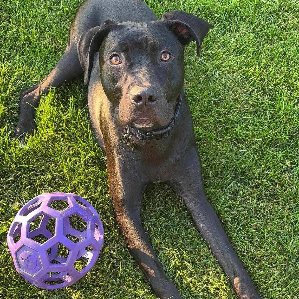 Beau