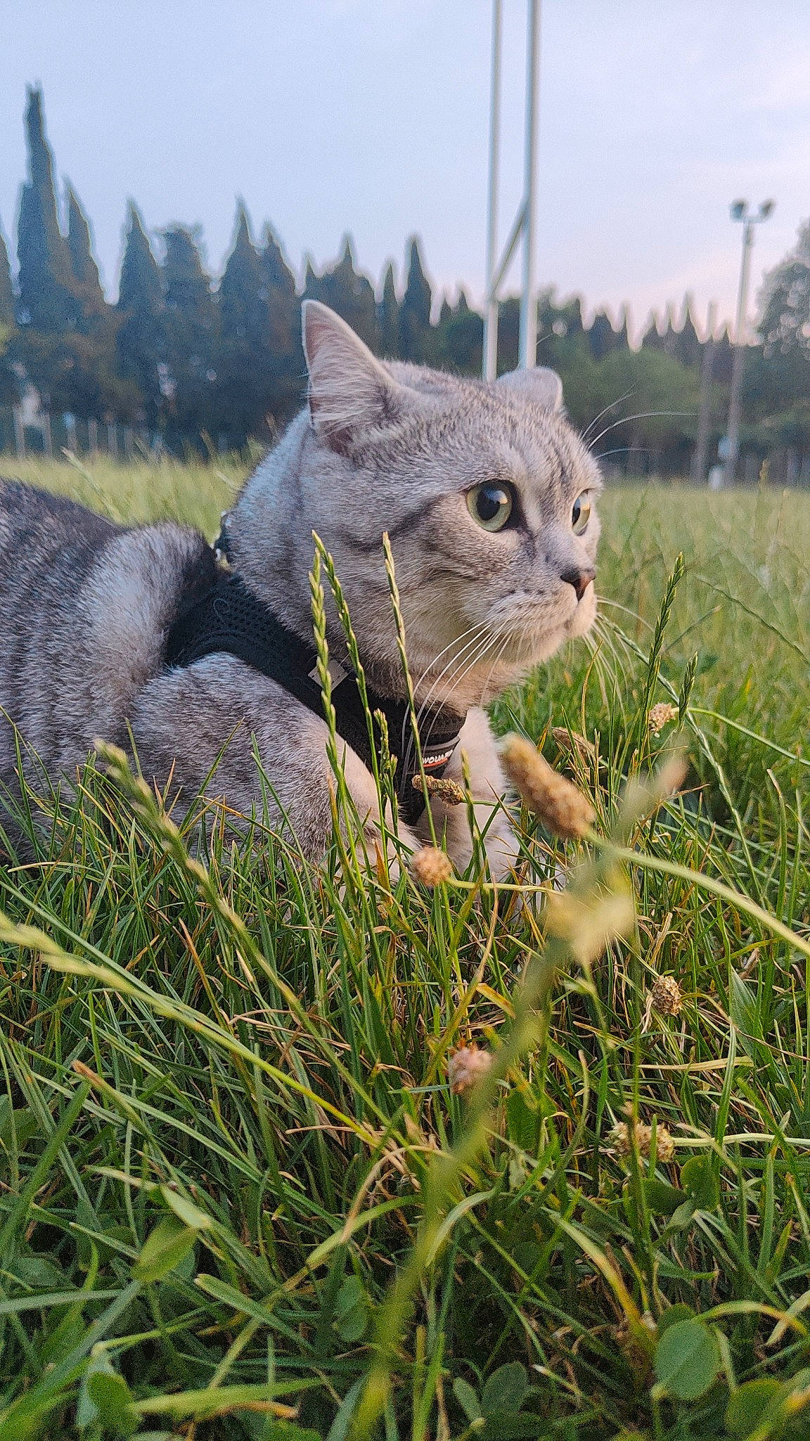 Snook participe au concours pour gagner de l'argent avec cette photo : carnivore, cat, domestic_short_haired_cat, eye, fawn, felidae, fur, grass, grass_family, grassland, groundcover, head, plant, sky, small_to_medium_sized_cats, snout, terrestrial_animal, tree, whiskers, wilderness