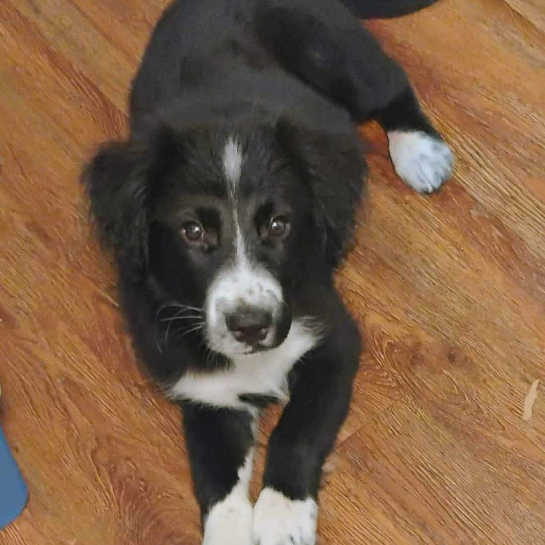 Bubba Derby joined the competition — help win amazing prizes! adorable, animal, black_and_white, canine, companion, cute, dog, domestic_animal, four_legs, fur, indoor, looking_up, lying_down, pet, puppy, small, tail, white_paws, wooden_floor, young_dog