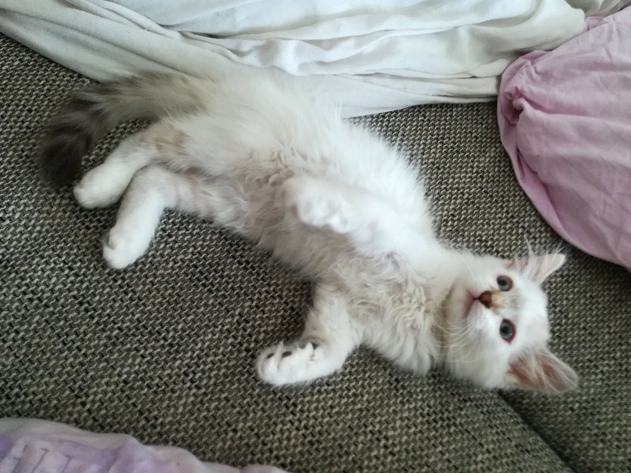 Nounette a rejoint le concours — aidez-le/la à gagner de superbes lots ! carnivore, cat, claw, comfort, companion_dog, domestic_short_haired_cat, fawn, felidae, foot, fur, gesture, paw, small_to_medium_sized_cats, snout, tail, whiskers