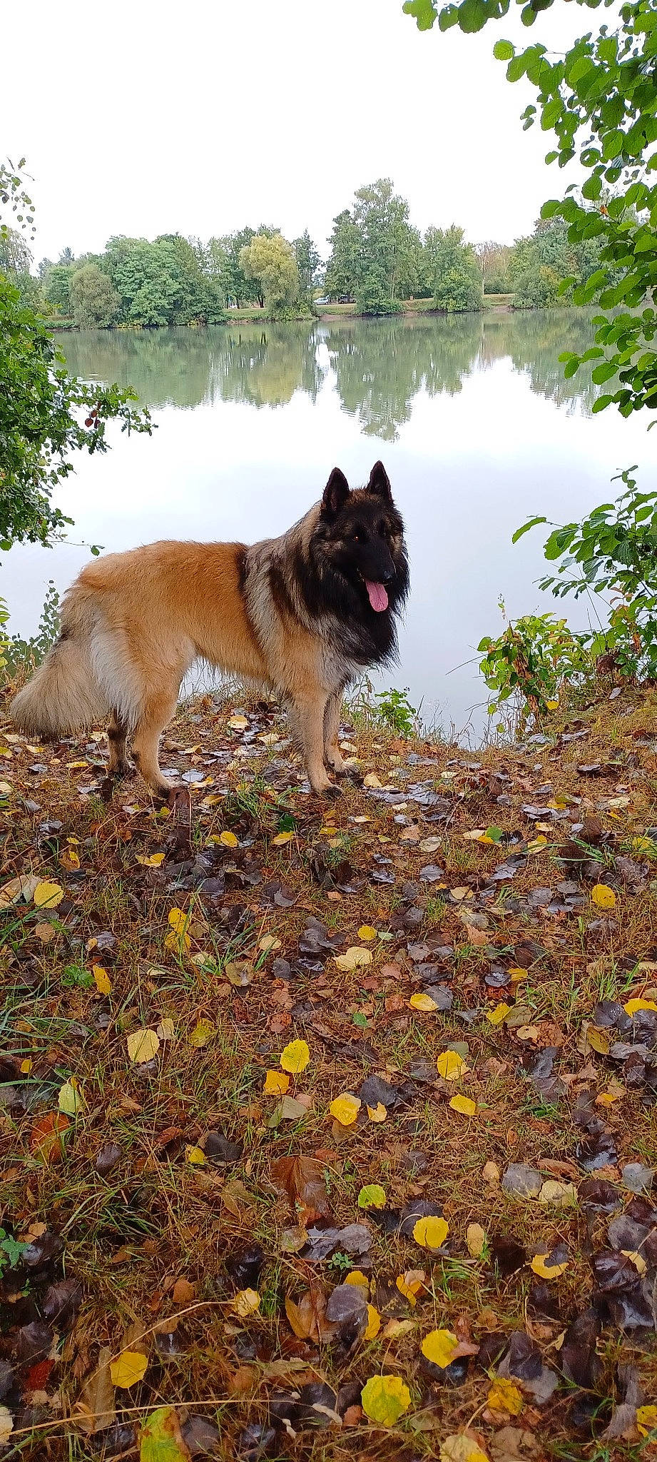 Rocky participe au concours pour gagner de l'argent avec cette photo : ancient_dog_breeds, carnivore, companion_dog, dog, dog_breed, dog_hiking, giant_dog_breed, grass, herding_dog, lake, non_sporting_group, plant, reservoir, sky, soil, tail, tree, water, working_animal, working_dog