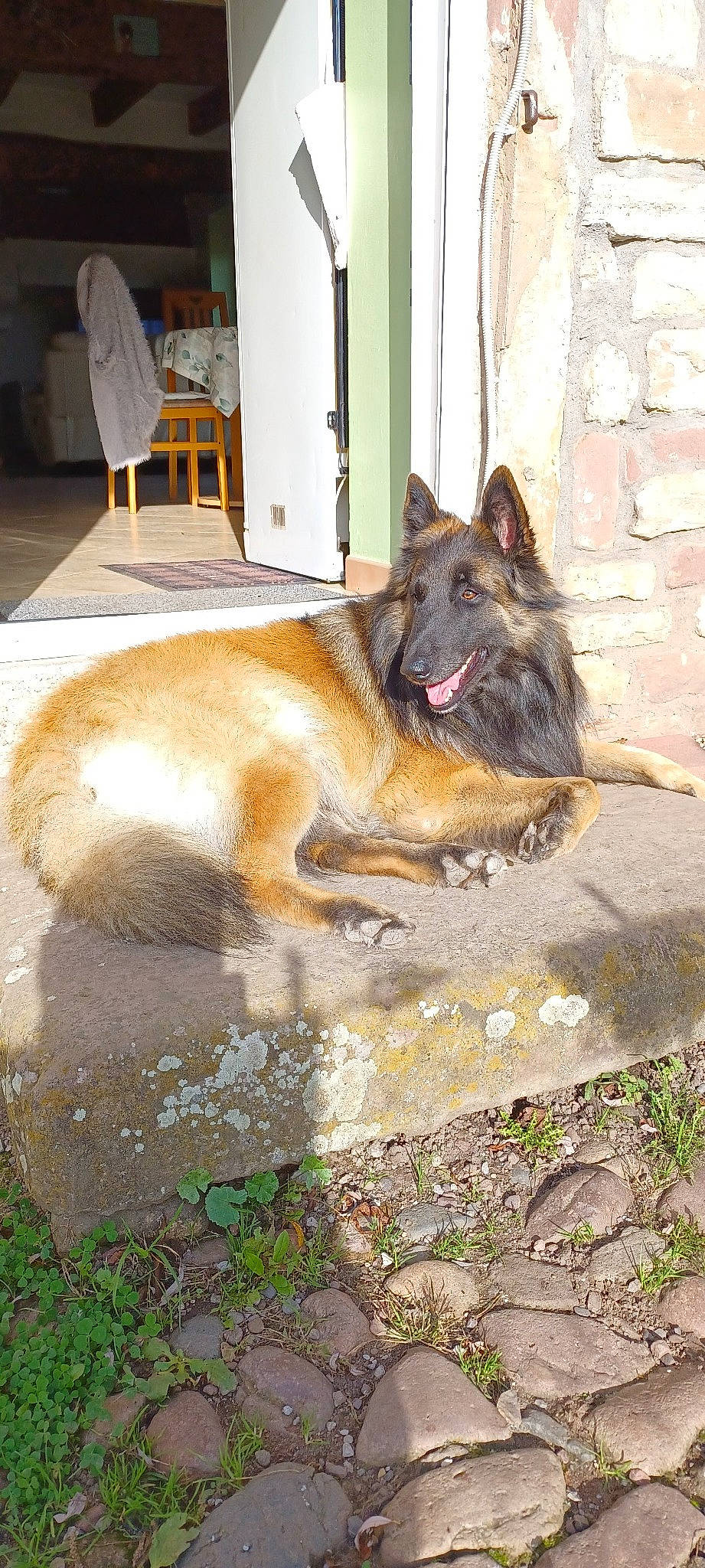 Rocky a rejoint le concours — aidez-le/la à gagner de superbes lots ! belgian_shepherd_malinois, carnivore, chair, companion_dog, dog, dog_breed, dog_supply, door, east_european_shepherd, flooring, german_shepherd_dog, herding_dog, king_shepherd, old_german_shepherd_dog, plant, road_surface, snout, tail, working_animal, working_dog