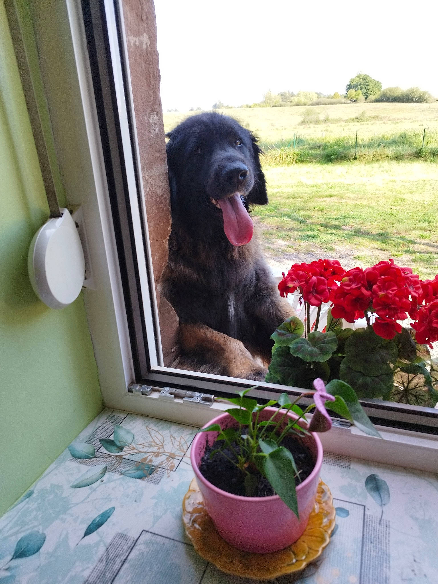 Raiatea participe au concours pour gagner de l'argent avec cette photo : annual_plant, carnivore, companion_dog, dog, dog_breed, flower, flower_arranging, flowerpot, herb, herbaceous_plant, home_door, house, houseplant, liver, magenta, petal, plant, sky, sporting_group, window