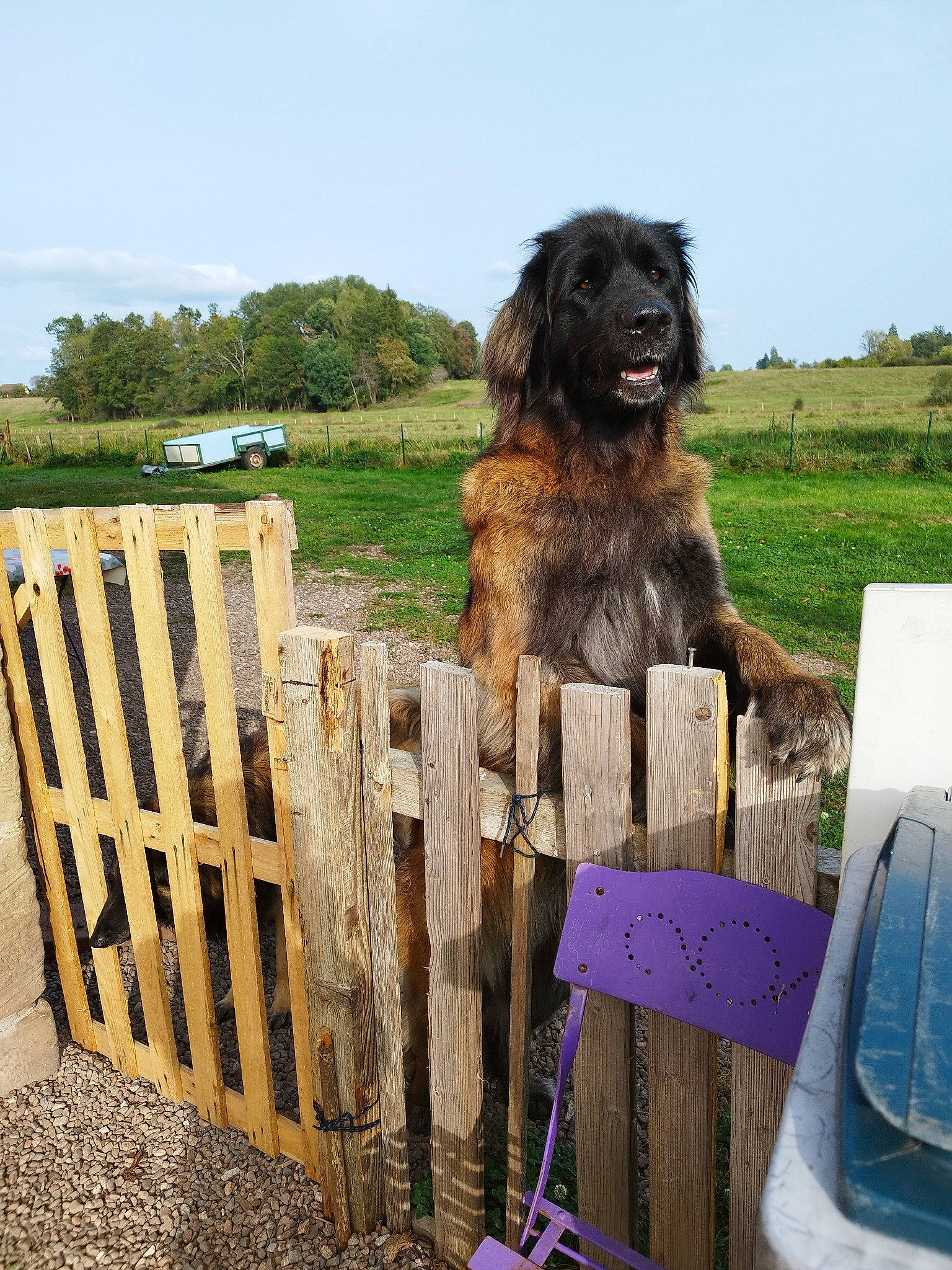 Raiatea a rejoint le concours — aidez-le/la à gagner de superbes lots ! canidae, carnivore, companion_dog, dog, dog_breed, fence, giant_dog_breed, grass, herding_dog, home_fencing, landscape, picket_fence, plant, sky, soil, sporting_group, tree, wood, working_animal, working_dog
