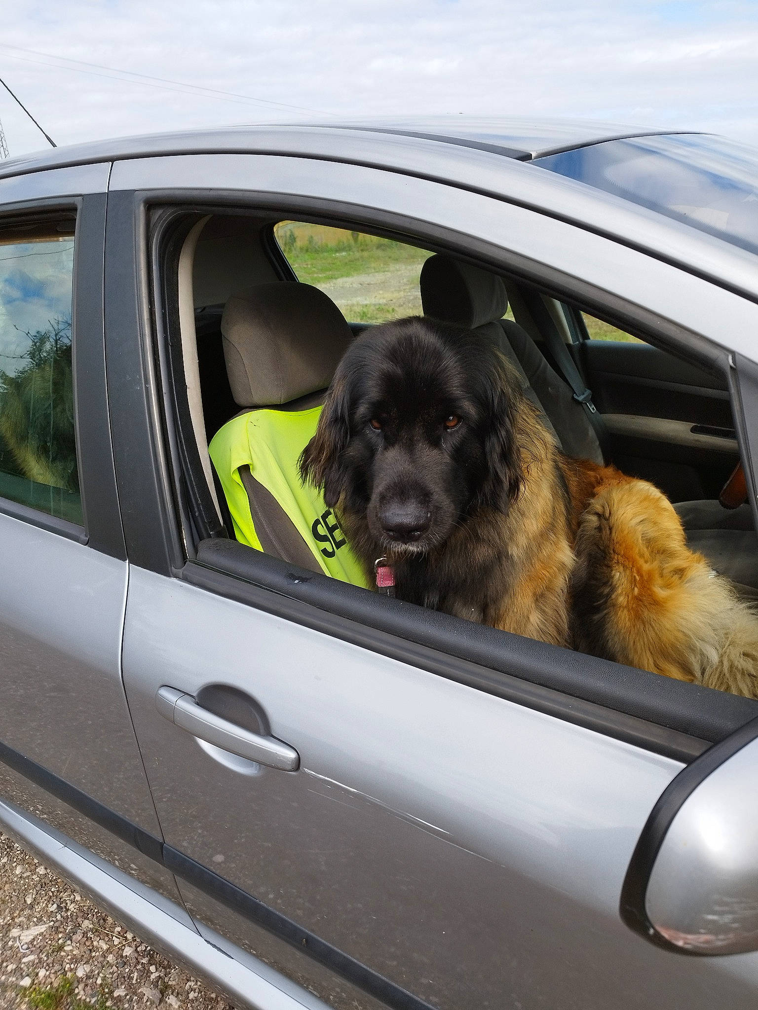 Raiatea a rejoint le concours — aidez-le/la à gagner de superbes lots ! automotive_design, automotive_exterior, automotive_lighting, automotive_mirror, automotive_tire, bumper, car, carnivore, dog, dog_breed, door, door_handle, fender, hood, mammal, mode_of_transport, motor_vehicle, vehicle, vehicle_door, vertebrate