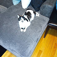 Catdaddy is registered to the contest to win money with this photo: animal, black_and_white, cat, comfortable, couch, cozy, cute, domestic, floor, furniture, gray, indoor, living_room, pet, pillows, relaxed, resting, seat, texture, wooden_floor