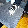 animal, black_and_white, cat, comfortable, couch, cozy, cute, domestic, floor, furniture, gray, indoor, living_room, pet, pillows, relaxed, resting, seat, texture, wooden_floor