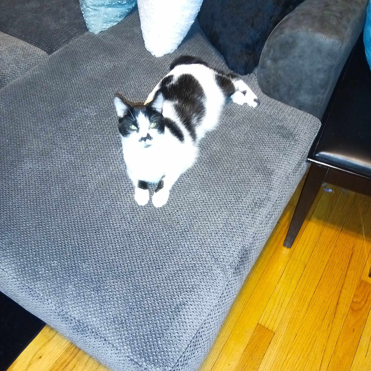 Catdaddy
