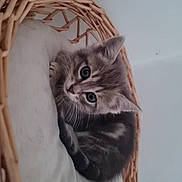 Plume participe au concours pour gagner de l'argent avec cette photo : kitten, cat, tabby, pet, animal, cute, basket, cushion, indoor, feline, fur, whiskers, young, resting, small, domestic, cozy, eyes, face, sleepy