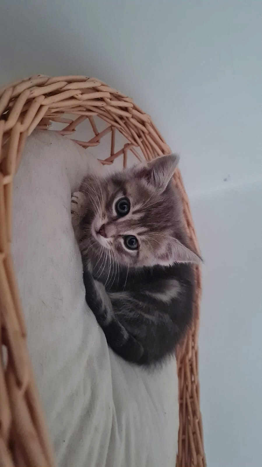 Plume participe au concours pour gagner de l'argent avec cette photo : kitten, cat, tabby, pet, animal, cute, basket, cushion, indoor, feline, fur, whiskers, young, resting, small, domestic, cozy, eyes, face, sleepy