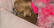 Tiny joined the competition — help win amazing prizes! puppy, dog, brown_dog, sleeping, snuggling, blanket, pink_blanket, stuffed_animal, plush_toy, cozy, indoor, close_up, pet, small_dog, floral_fabric, colorful, cuddling, resting, flash_photography, cute