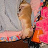 Tiny joined the competition — help win amazing prizes! puppy, dog, sleeping, tan_fur, blanket, cozy, bed, pink_toy, stuffed_animal, orange_box, indoor, nap, resting, small_dog, pet, cute, portrait, upside_down, fabric, timestamp