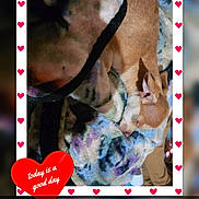 Tiny is registered to the contest to win money with this photo: dog, dogs, sleeping, puppy, small_dog, cuddling, resting, blanket, cozy, pet, indoor, portrait, close_up, brown_dog, white_dog, floppy_ears, snuggling, heart_decoration, text_overlay, comfy