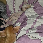 Patches joined the competition — help win amazing prizes! dog, puppy, sleeping, nap, bed, bedspread, blanket, floral_pattern, small_dog, white_dog, brown_dog, resting, lying_down, indoors, bedroom, cozy, pet, animal, closed_eyes, cute