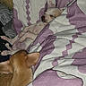 dog, puppy, sleeping, nap, bed, bedspread, blanket, floral_pattern, small_dog, white_dog, brown_dog, resting, lying_down, indoors, bedroom, cozy, pet, animal, closed_eyes, cute