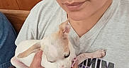 Patches is registered to the contest to win money with this photo: puppy, dog, person, portrait, holding, sleepy, small_dog, white_fur, brown_markings, floppy_ears, indoors, wood_paneling, gray_shirt, graphic_tshirt, hand, arm, closeup, pet, cute, photography