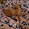 dog, sleeping, resting, bed, blanket, leopard_print, bedroom, cozy, relaxed, small_dog, brown_dog, pet, indoors, pillow, bedding, morning, monday, text_overlay, social_media, home