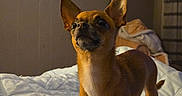 Snuggles is registered to the contest to win money with this photo: dog, small_dog, chihuahua, pet, animal, standing, pointy_ears, short_hair, brown_fur, tan_fur, black_nose, indoors, bedroom, bed, bedding, blanket, plush_toy, home, portrait, cozy