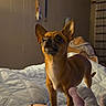 dog, small_dog, chihuahua, pet, animal, standing, pointy_ears, short_hair, brown_fur, tan_fur, black_nose, indoors, bedroom, bed, bedding, blanket, plush_toy, home, portrait, cozy