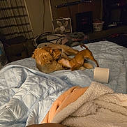 Snuggles joined the competition — help win amazing prizes! dogs, dog, pets, animals, wrestling, playing, bed, blanket, bedroom, indoors, home, golden_dog, small_dog, brown_dog, fur, tail, cuddling, messy_room, fan, toilet_paper
